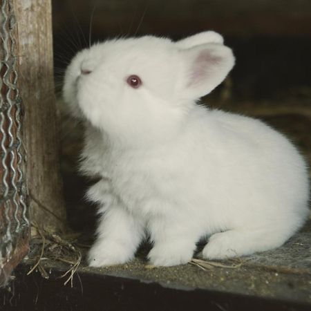 Tatarska Zagroda - Agroturystyka Dolina Baryczy Noclegi - Domek Jelonek Krosnice Екстериор снимка