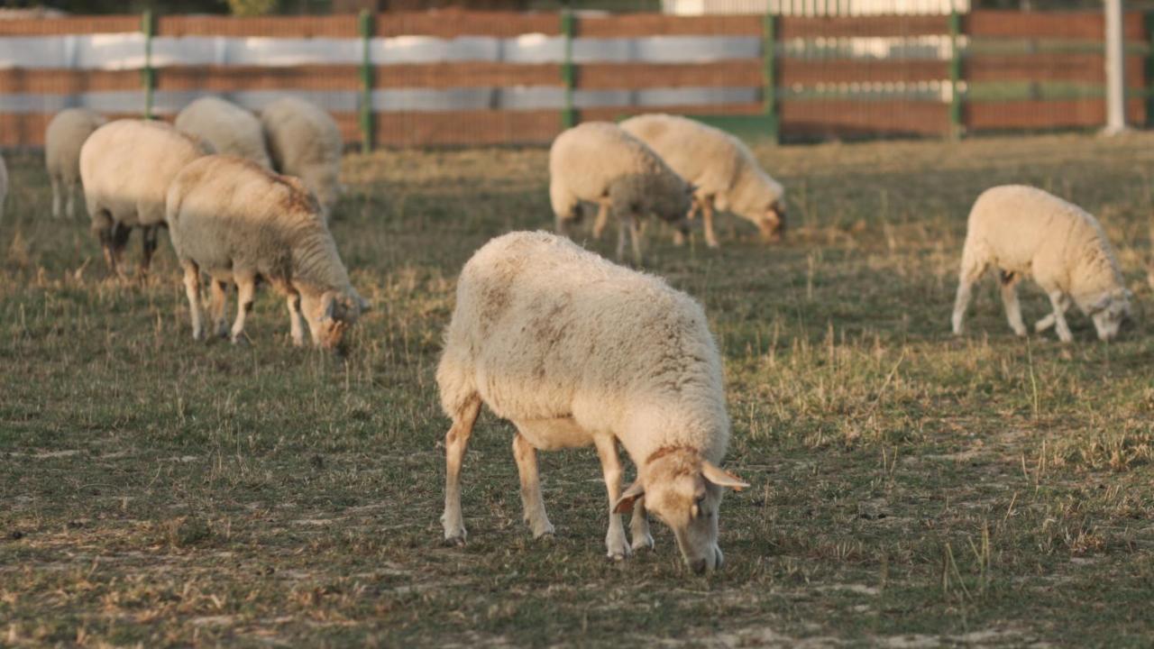Tatarska Zagroda - Agroturystyka Dolina Baryczy Noclegi - Domek Jelonek Krosnice Екстериор снимка