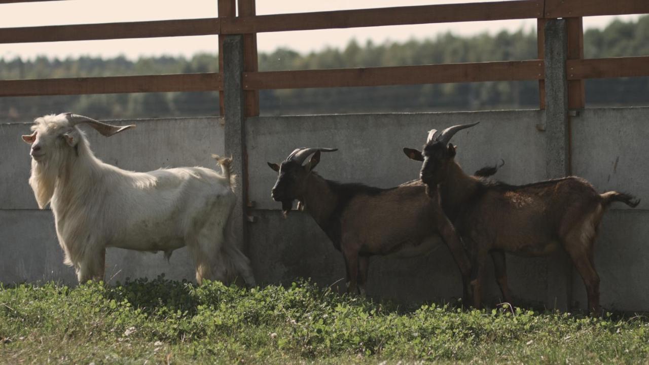 Tatarska Zagroda - Agroturystyka Dolina Baryczy Noclegi - Domek Jelonek Krosnice Екстериор снимка