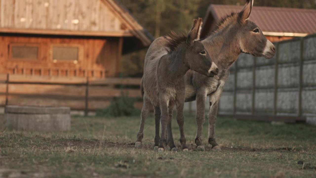 Tatarska Zagroda - Agroturystyka Dolina Baryczy Noclegi - Domek Jelonek Krosnice Екстериор снимка