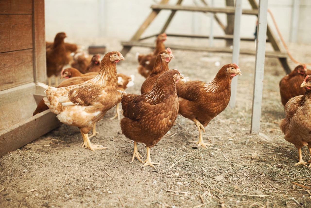 Tatarska Zagroda - Agroturystyka Dolina Baryczy Noclegi - Domek Jelonek Krosnice Екстериор снимка